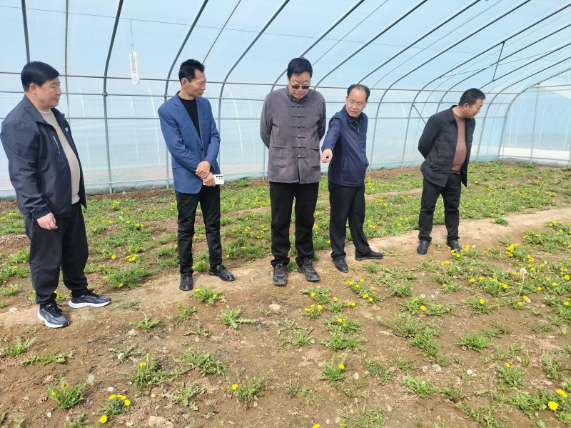 中媒企业文化发展工作委员会一行到河北蒲公英产业基地调研
