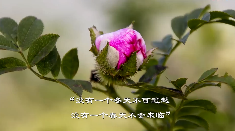众志成城抗疫情 文艺战线在行动(九)著名作家蔡兰茹