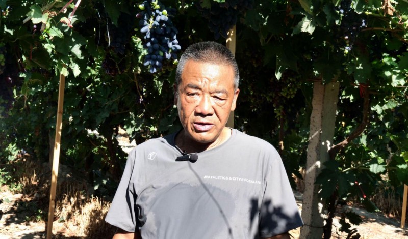 化肥农药减量增效结硕果 邮沃碳氢葡萄观摩会在新疆沙湾顺利举办